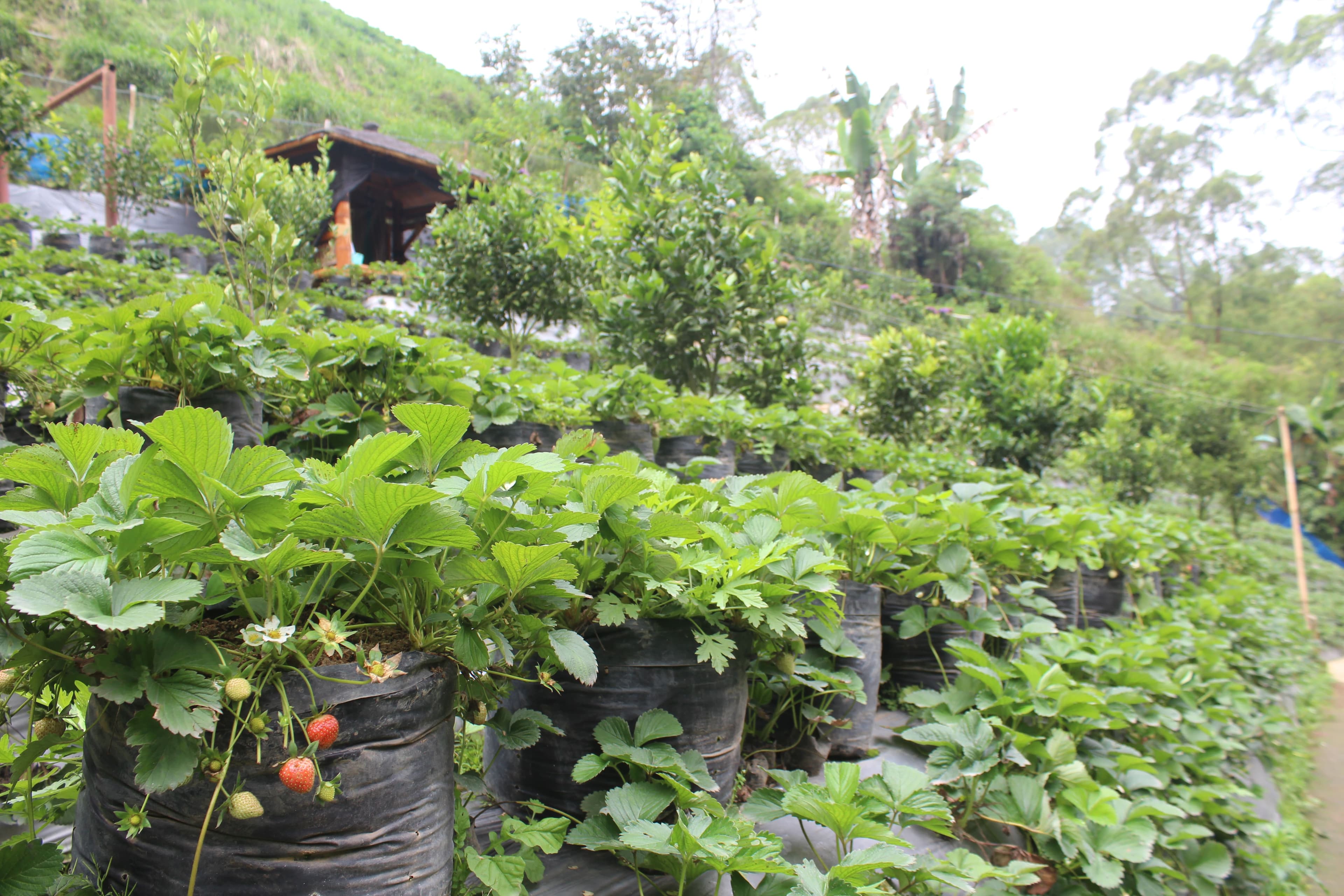 Stroberi di kebun