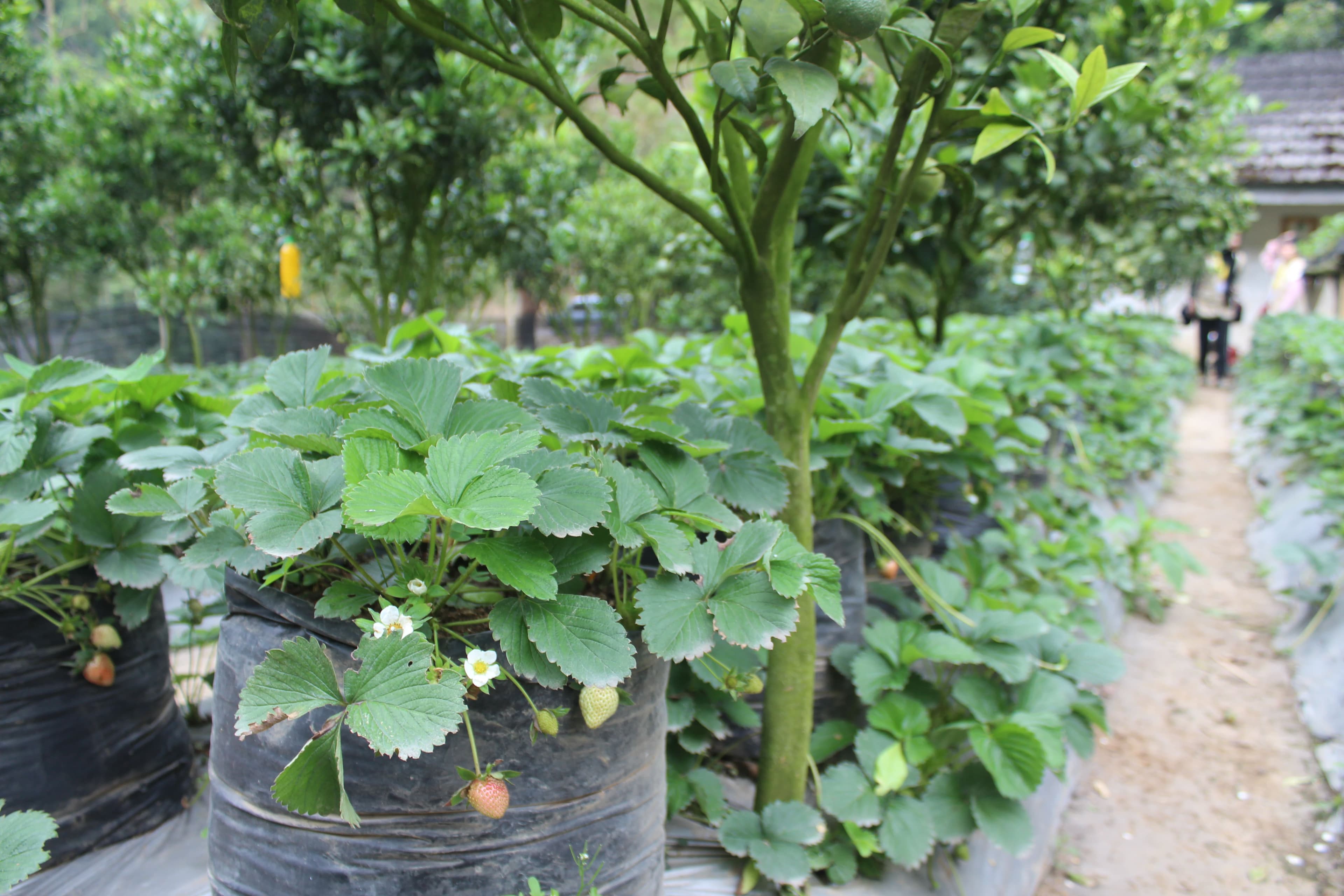 Stroberi segar dekat