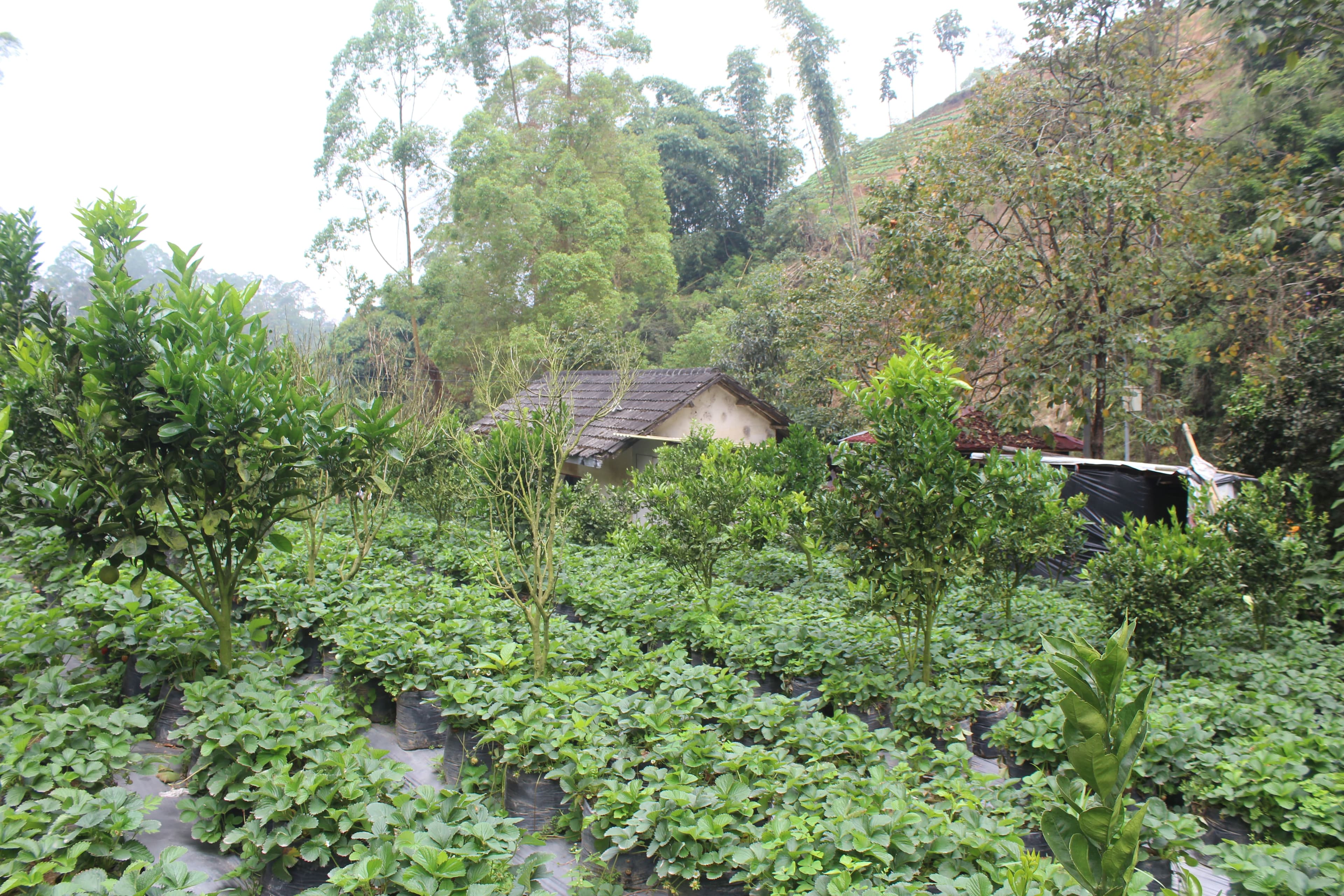 Kebun Stroberi Kitala