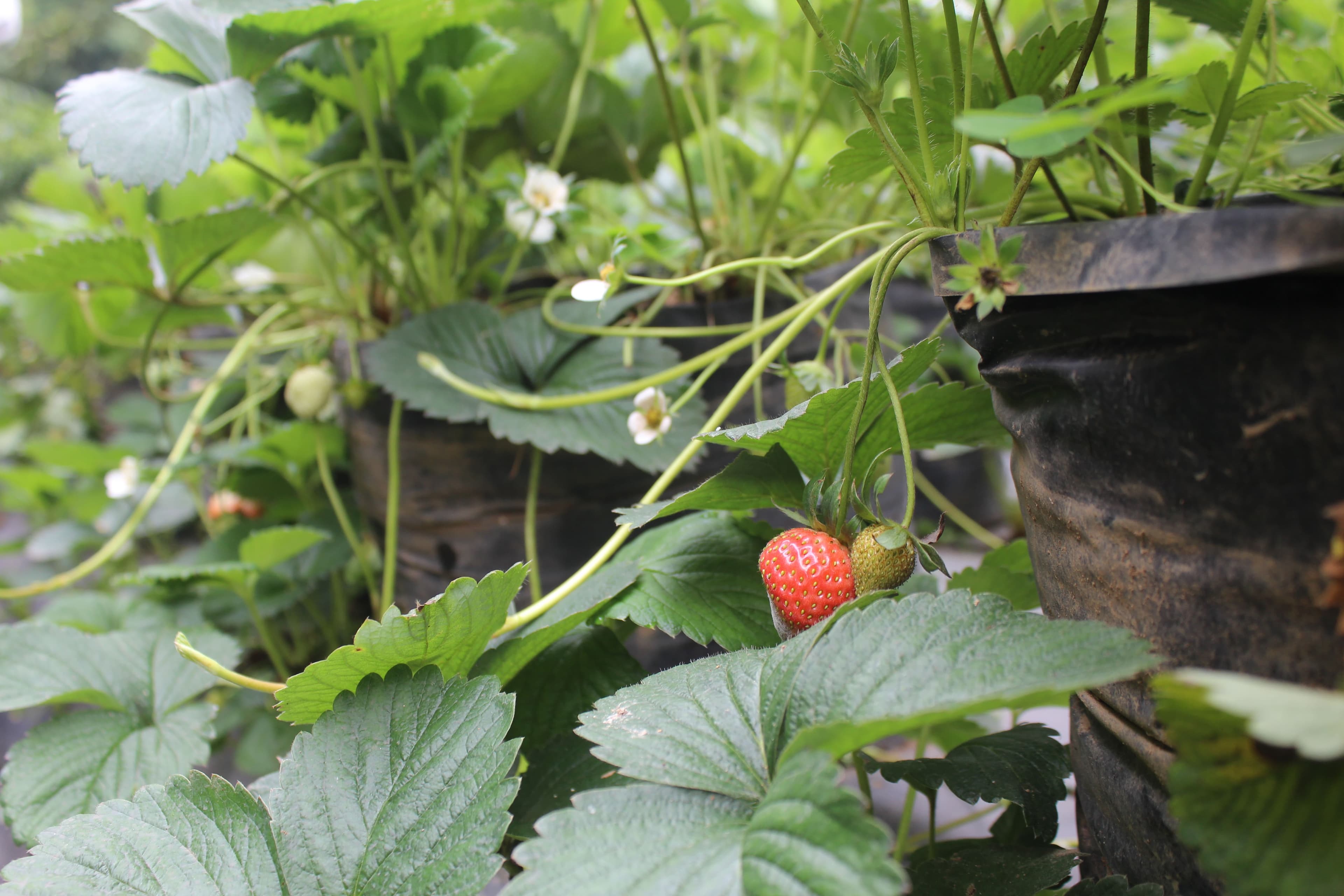 Buah stroberi muda mulai memerah di tengah dedaunan hijau