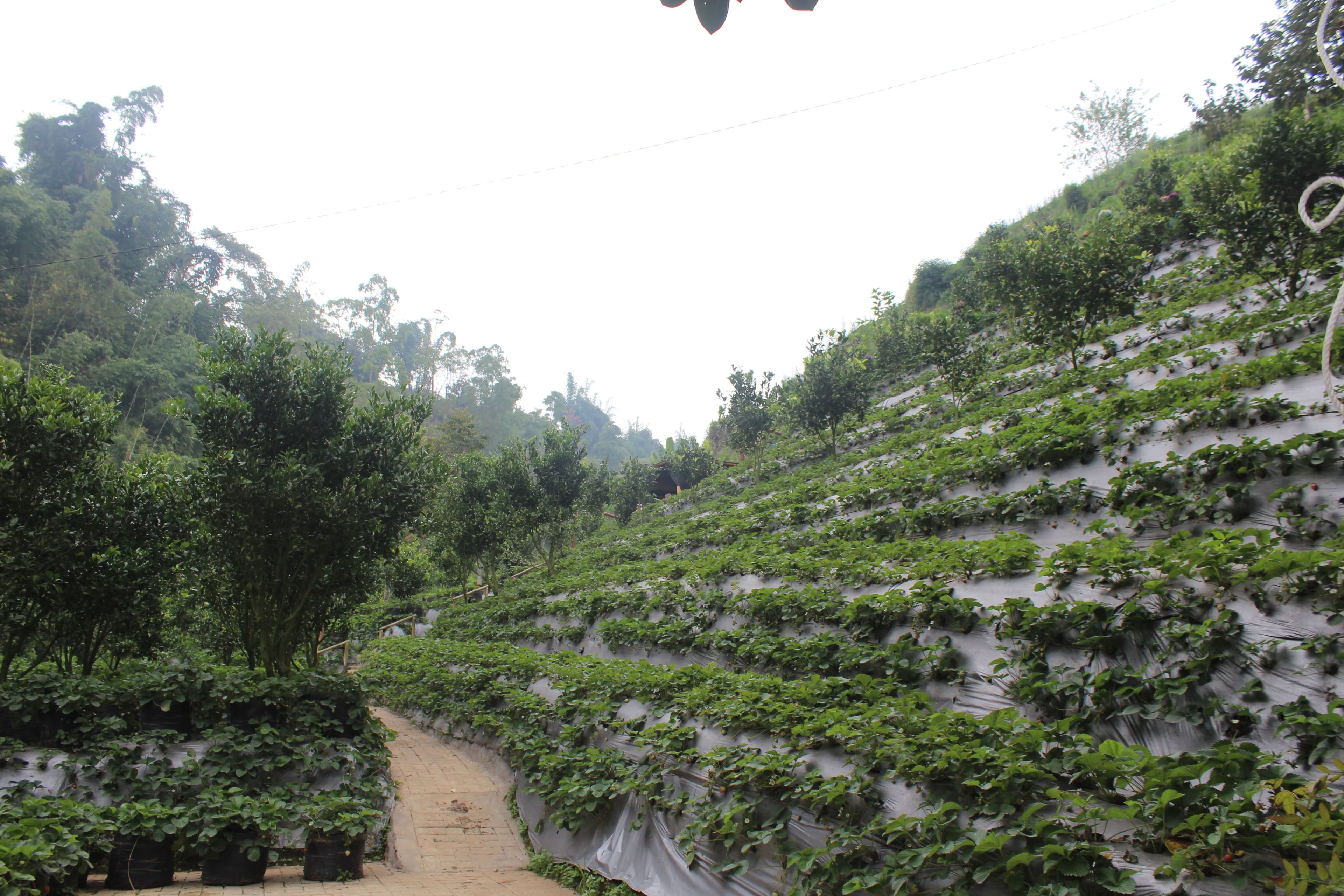 Terasing di tengah alam: barisan tanaman stroberi di lereng