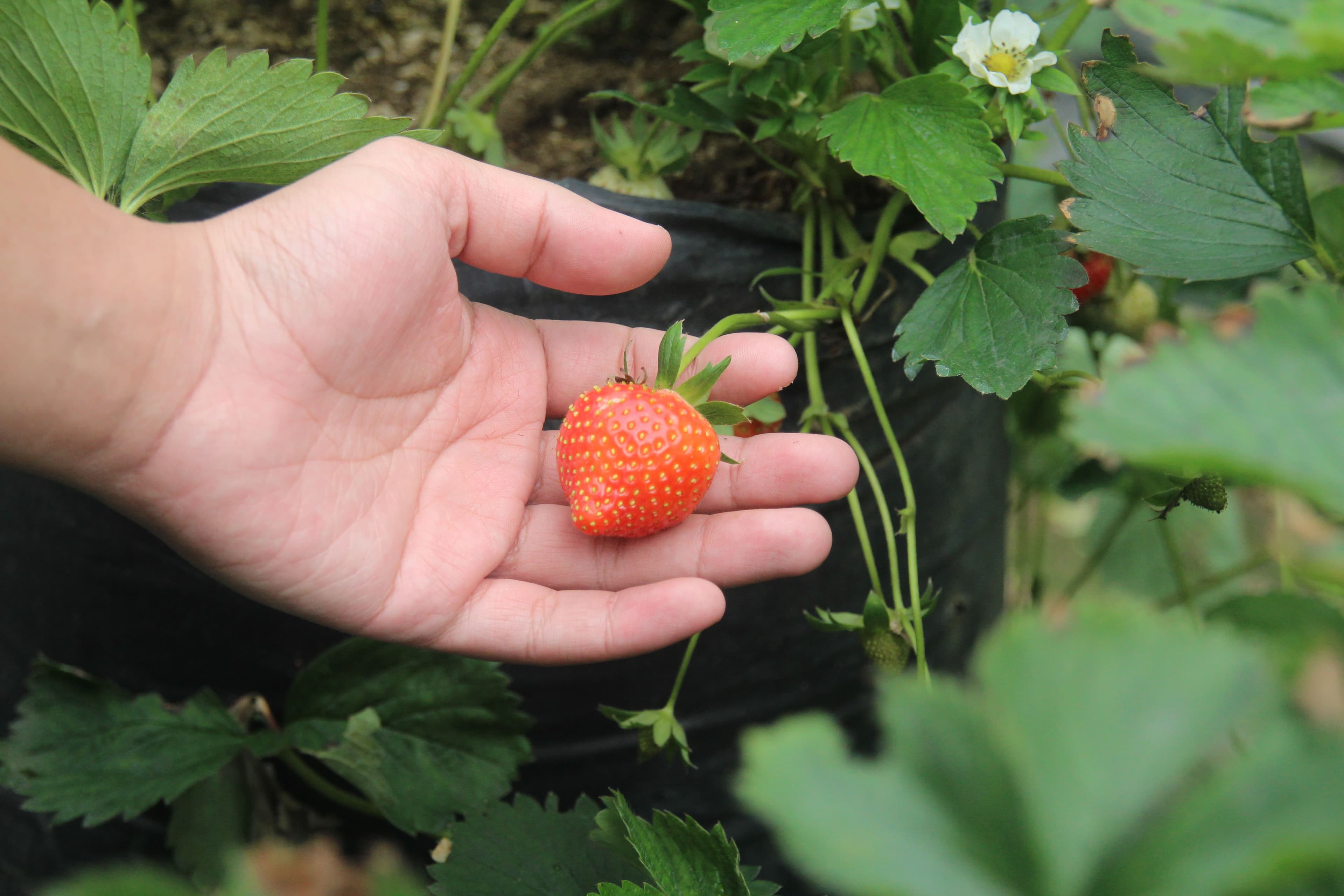 Keranjang warna-warni berisi hasil panen stroberi