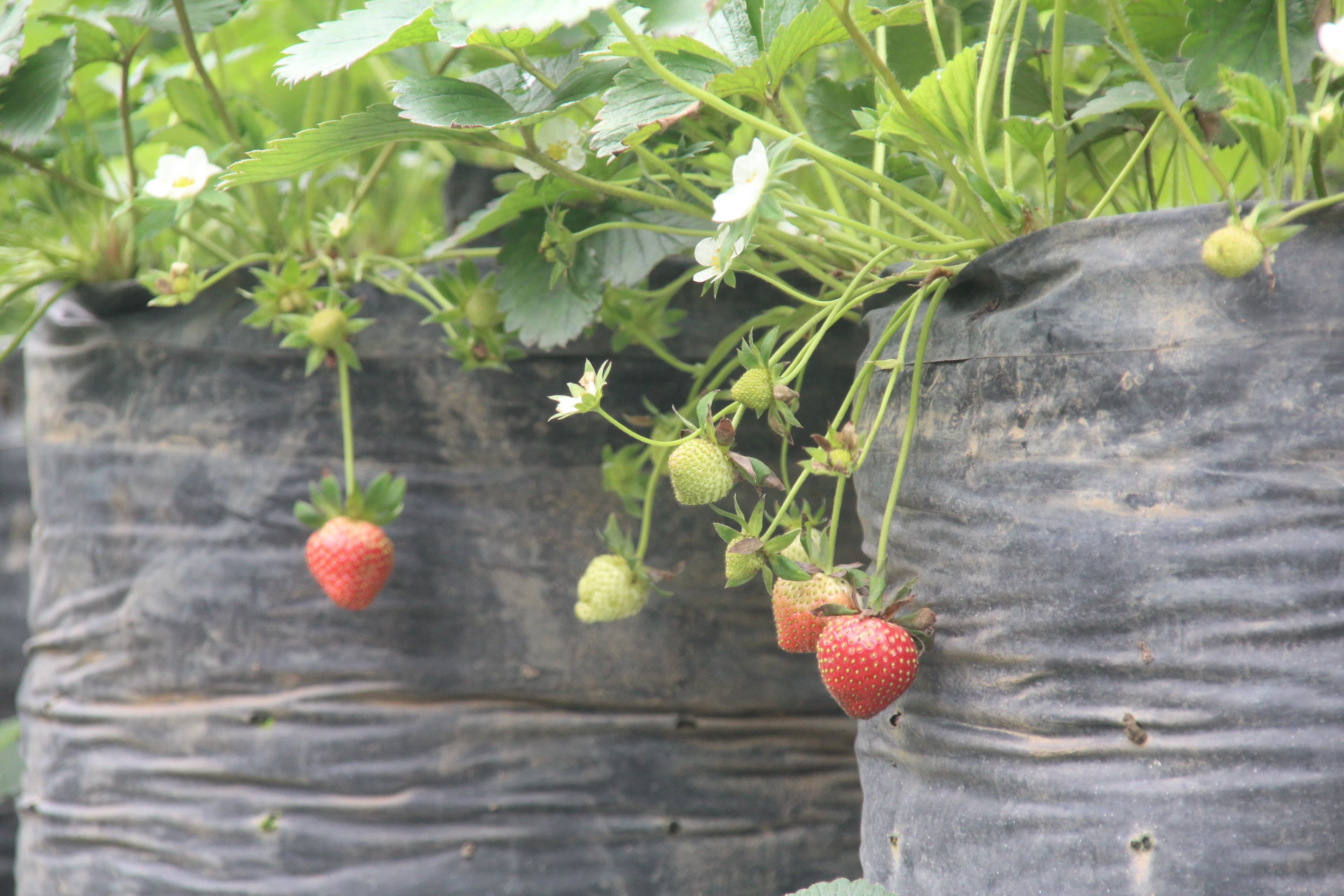 Tanaman stroberi tumbuh subur