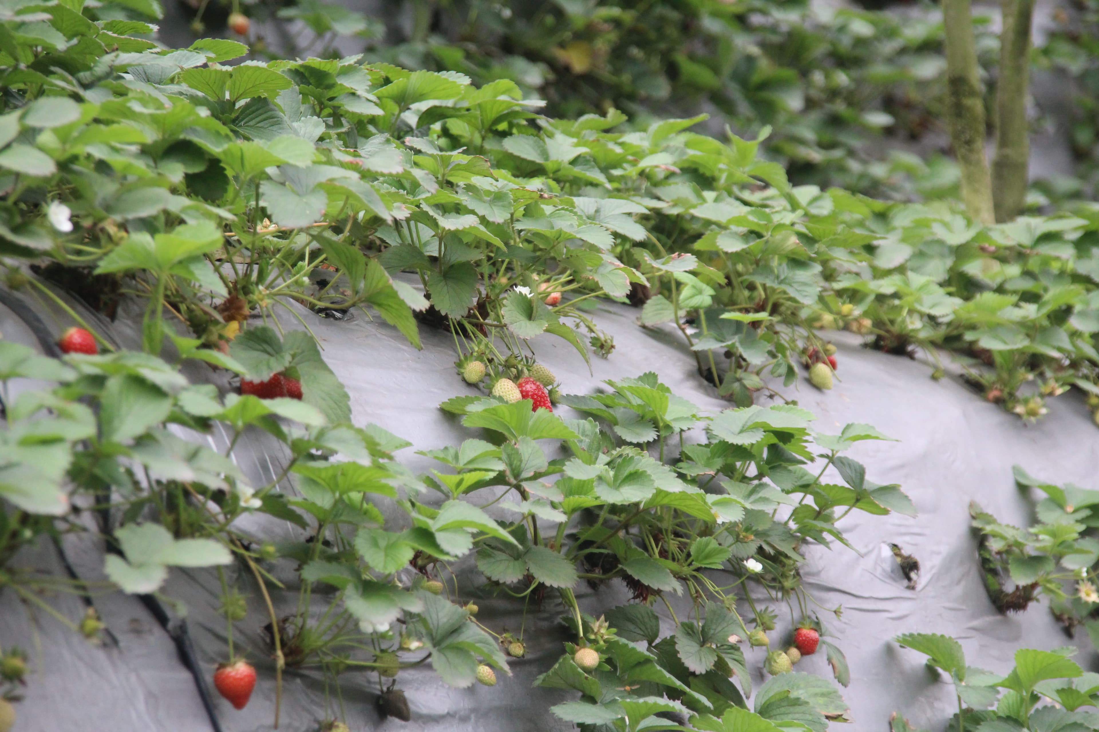 Kebun stroberi organik yang luas di kaki bukit