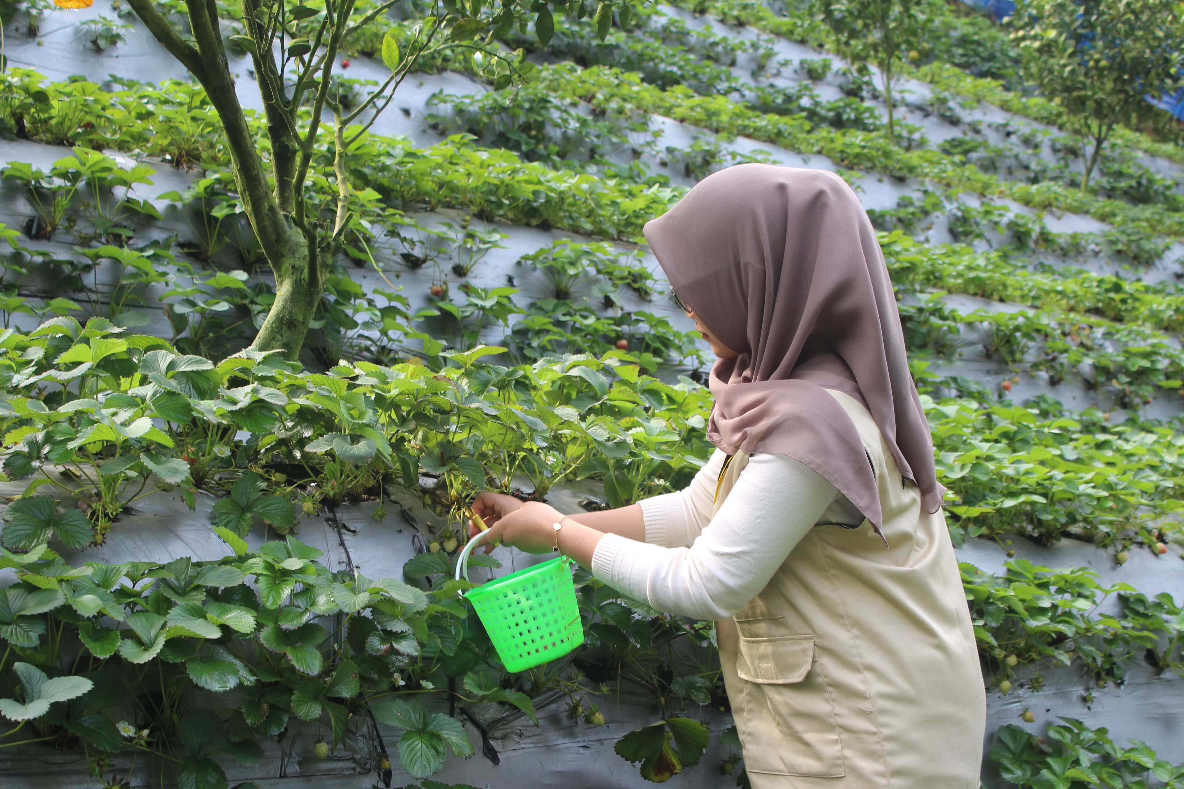 Stroberi matang siap dipetik