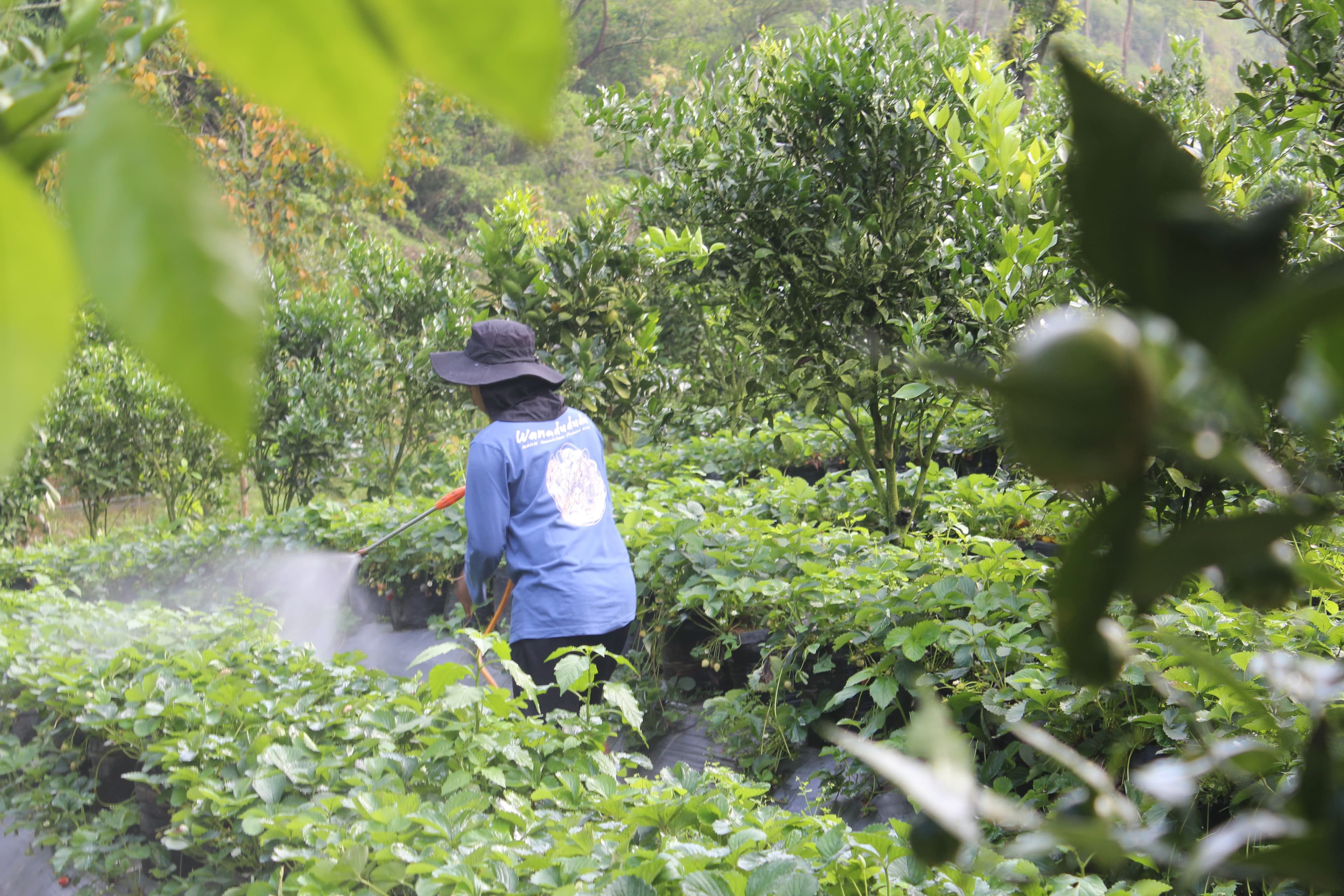Merawat Tanaman Stroberi