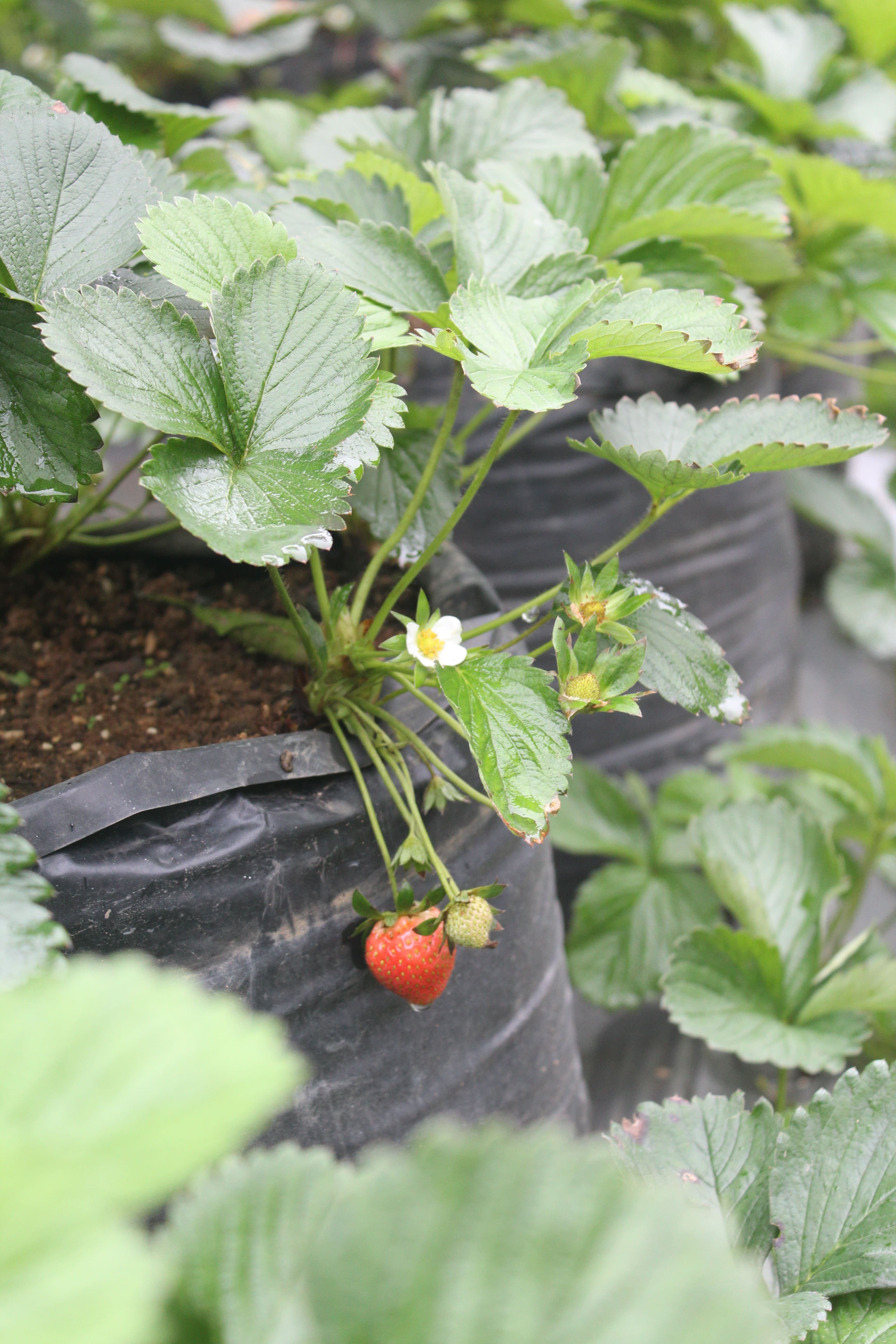 Buah stroberi matang bergantung di antara bunga yang masih mekar